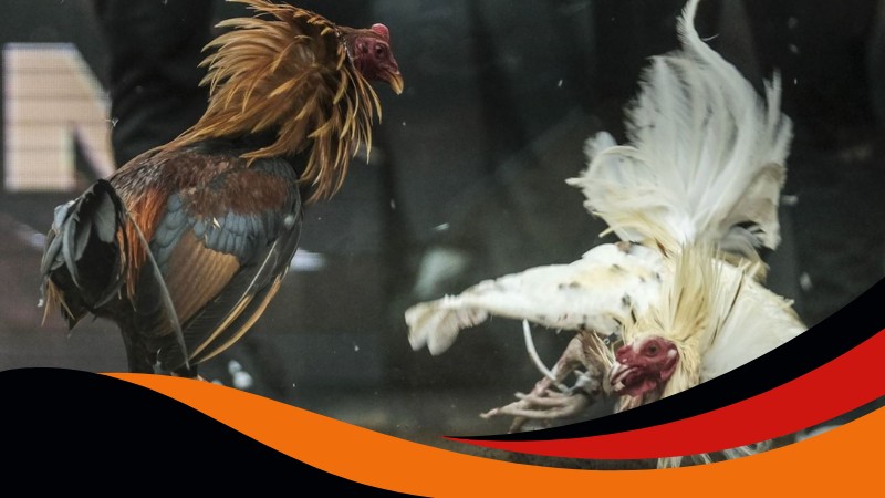 Các trận đấu Đá gà cựa tròn Ga6789 thường kéo dài hơn bình thường Các trận đấu Đá gà cựa tròn Ga6789 thường kéo dài hơn bình thường