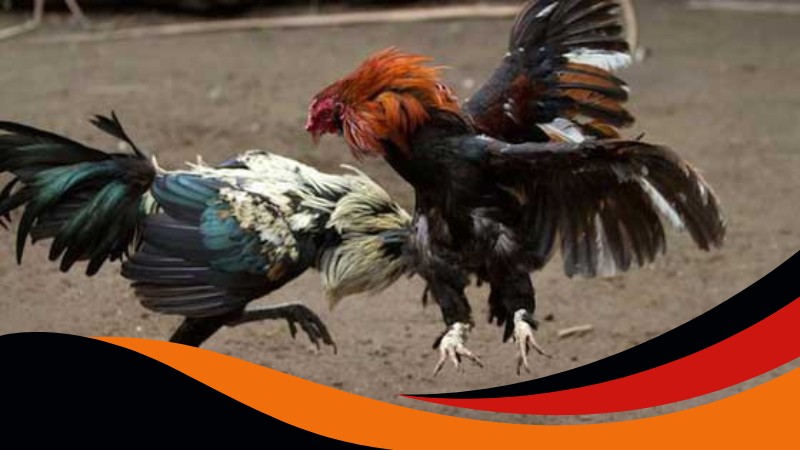 Đá gà cựa dao Ga6789 là trò chơi cá cược trực tuyến hấp dẫn Đá gà cựa dao Ga6789 là trò chơi cá cược trực tuyến hấp dẫn