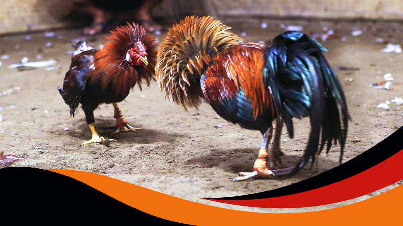 Đá gà Peru gây ấn tượng với tinh thần chiến đấu mãnh liệt Đá gà Peru gây ấn tượng với tinh thần chiến đấu mãnh liệt