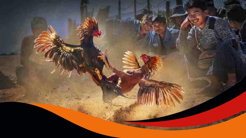 Đá gà sắt trong Đá gà Thomo Ga6789 được kê thủ ưa chuộng Đá gà sắt trong Đá gà Thomo Ga6789 được kê thủ ưa chuộng