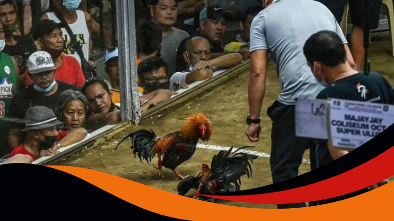 Đá gà Thomo Ga6789 là hình thức chọi gà tại trường đấu Thomo Đá gà Thomo Ga6789 là hình thức chọi gà tại trường đấu Thomo